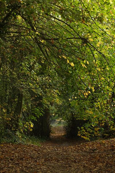 Automne 1-80f7-1_800iso_70mm1_1.jpg